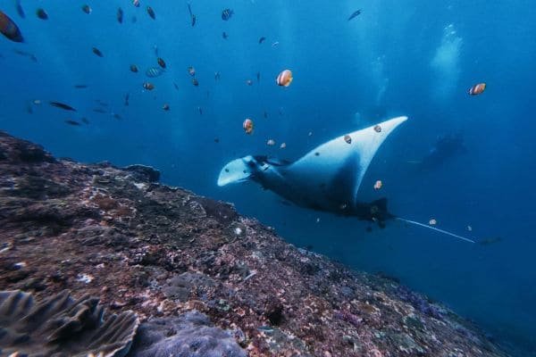 Bali Manta Ray Dive
