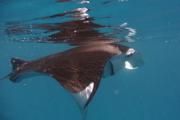 Eagle Ray Drift Dive