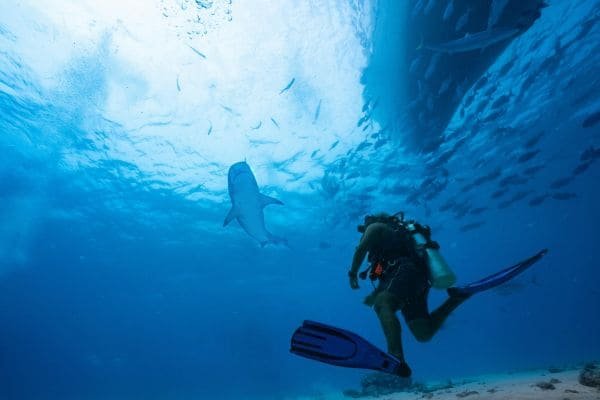Shark Point Adventure Dive