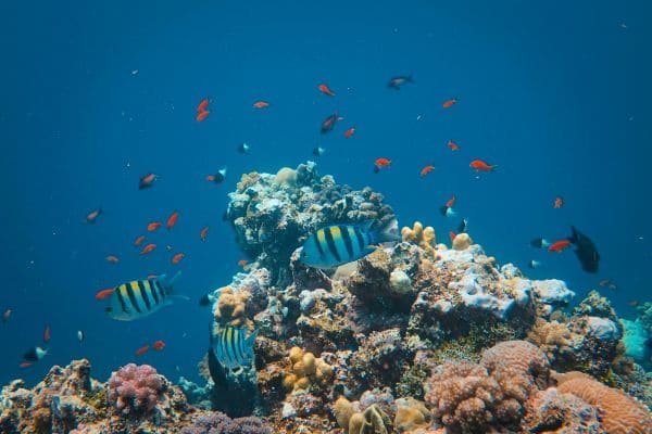 Coral Garden Fun Dive