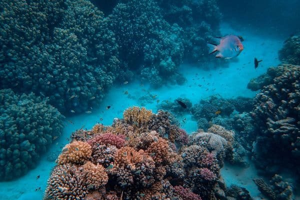 Red Sea Reef Adventure