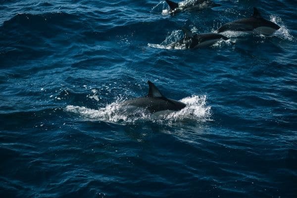 Dolphin House Snorkel Dive